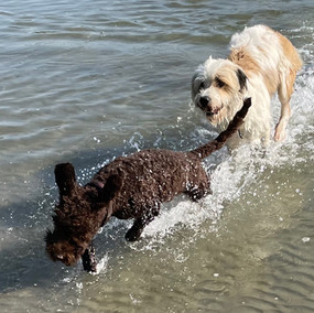 oscar auf der pionierinsel mit lilo