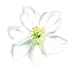 Floral Head_edited.png