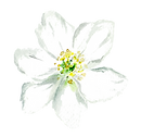 Floral Head_edited.png