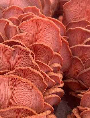 pink oyster 2.png
