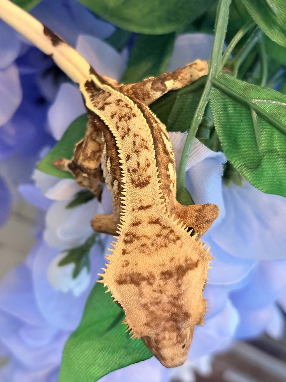 Thumbnail: #0181 “Willow” Harlequin Yellow Pinstripe with Portholes 