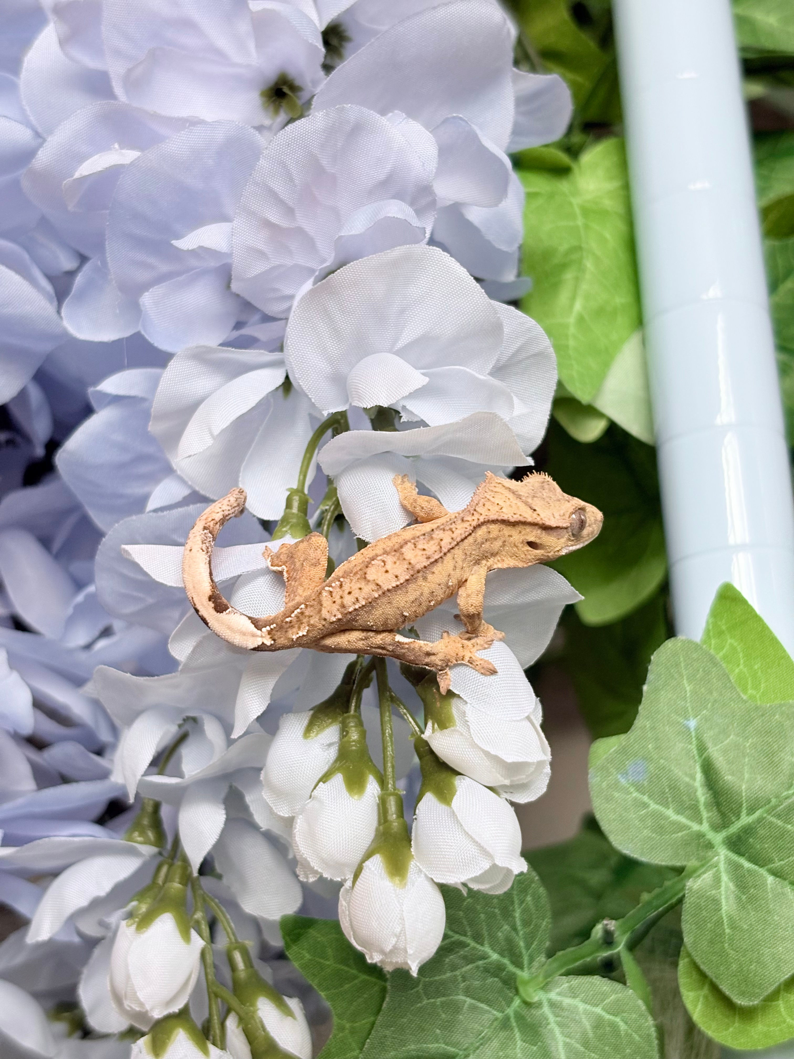 #0196 “Cinnamon Toast” Yellow Phantom with Portholes