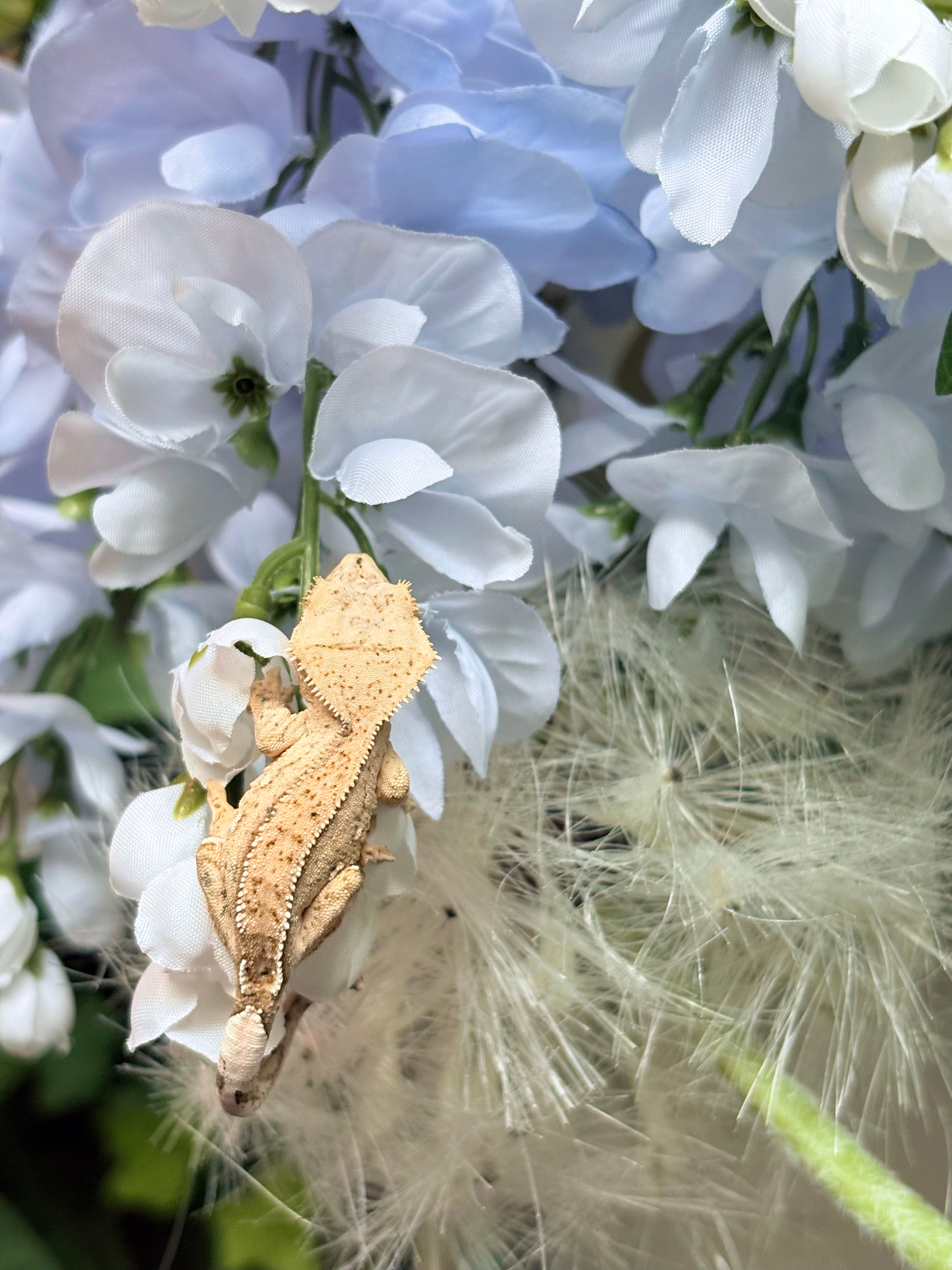 #0197 “Captain Crunch” Yellow Harlequin with Portholes