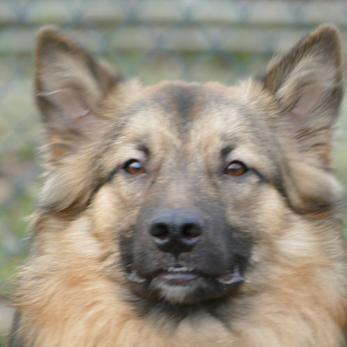 Hund 7