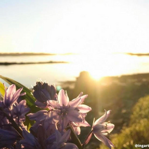 Scilly Scents 