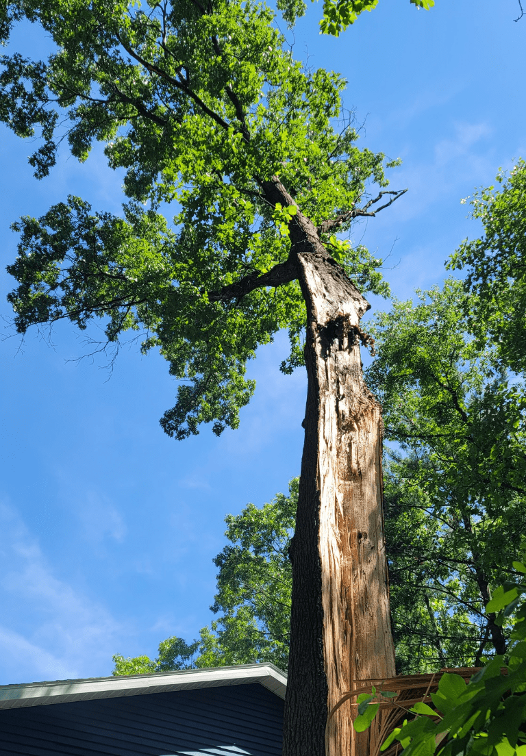 Chapmans Tree Care Residential Tree Trimming Michiana Mishawaka South Bend