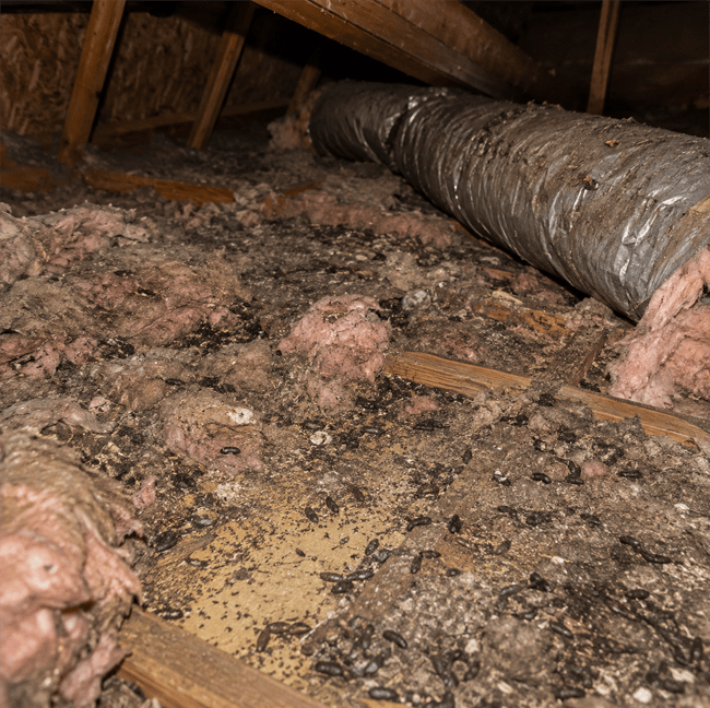Michiana Residential Insulation and Sanitation Control Zappers