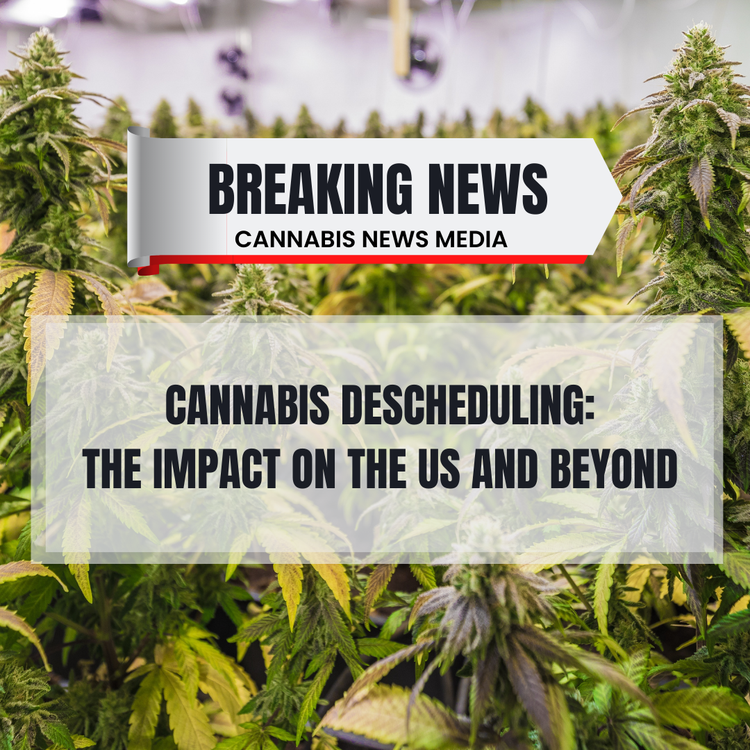 cannabis plants flowering