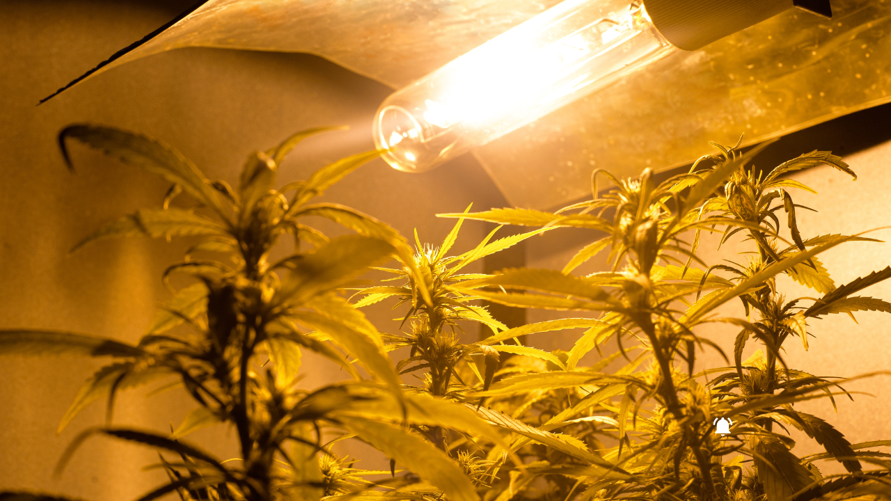 Featured image for Ohio HB258 Bans Cannabis Sharing, Limits Home Grow, and Bans Public Consumption.