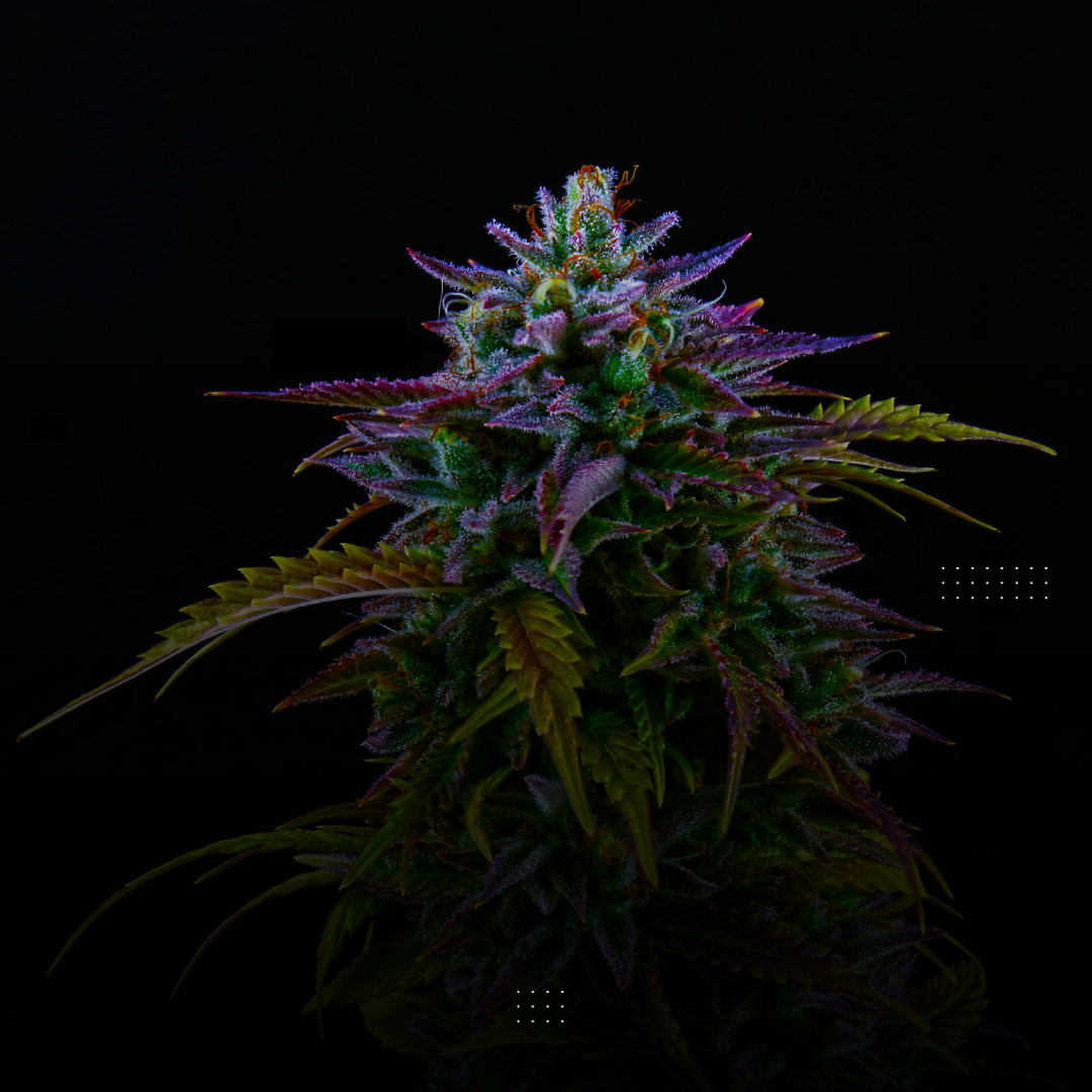 healthy cannabis plant