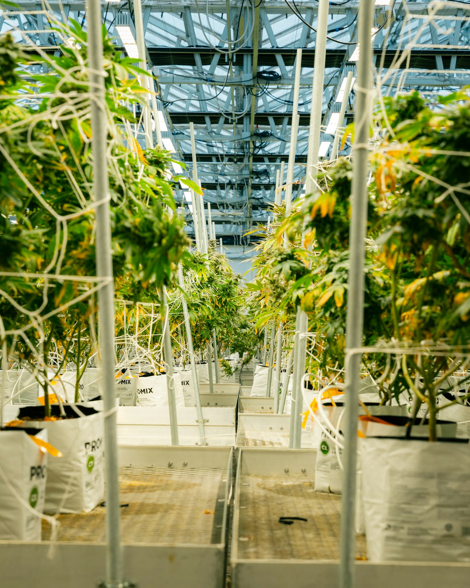 Featured image for Federal Marijuana Rescheduling Hearing Is Over — But Cannabis Still Has a Long Road Ahead
