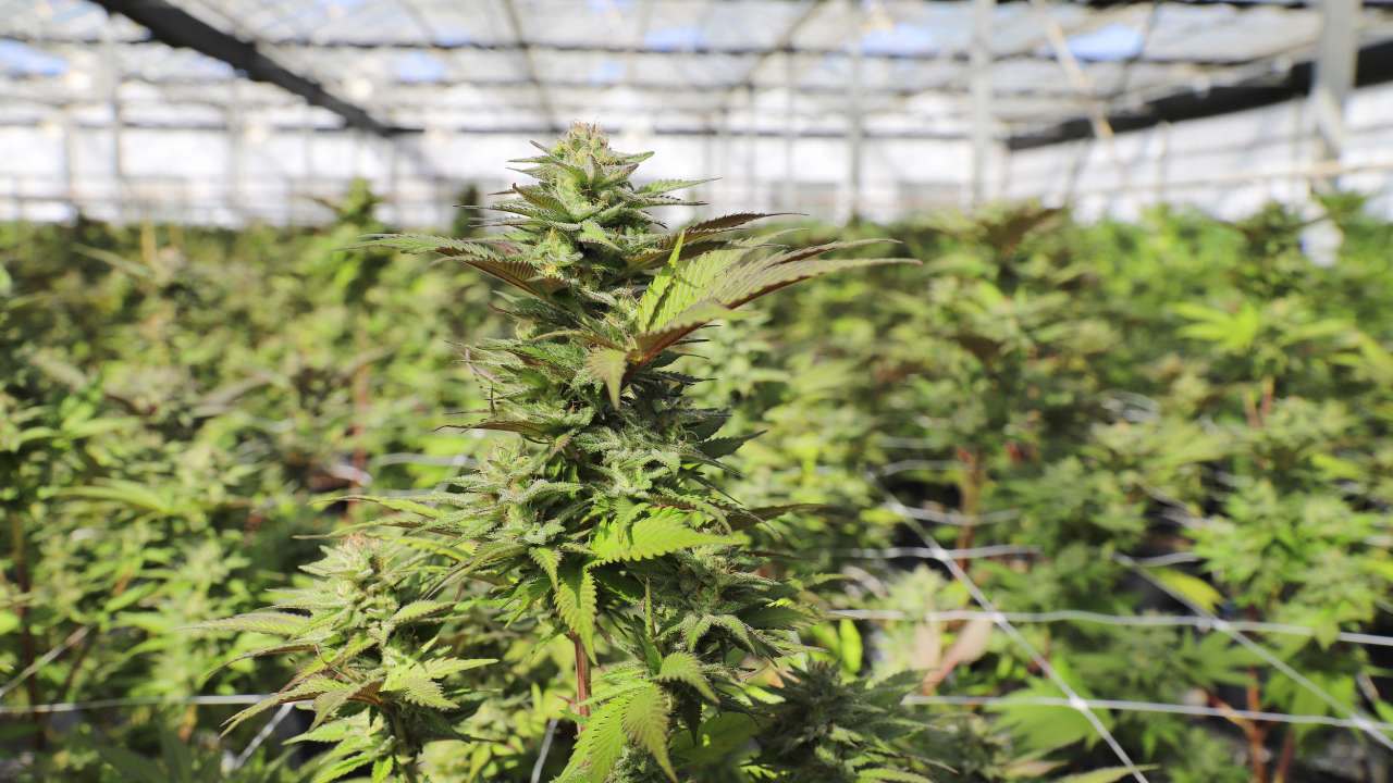Featured image for Over 121 Places in Ohio Ban Legal Cannabis — Here’s What You Need to Know