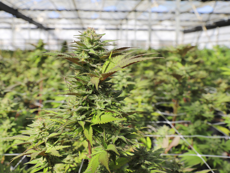 Over 121 Places in Ohio Ban Legal Cannabis — Here’s What You Need to Know