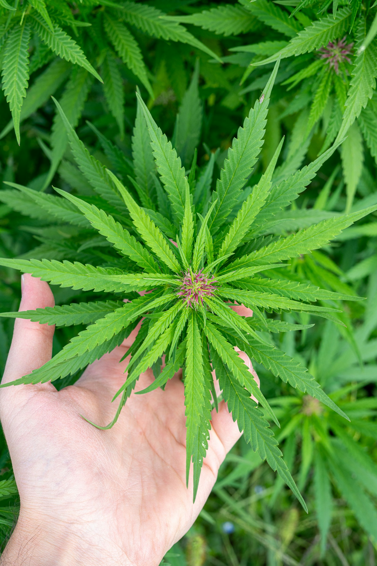Cannabis plant accompanying Ohio Cannabis Live coverage of Schedule III and 280E