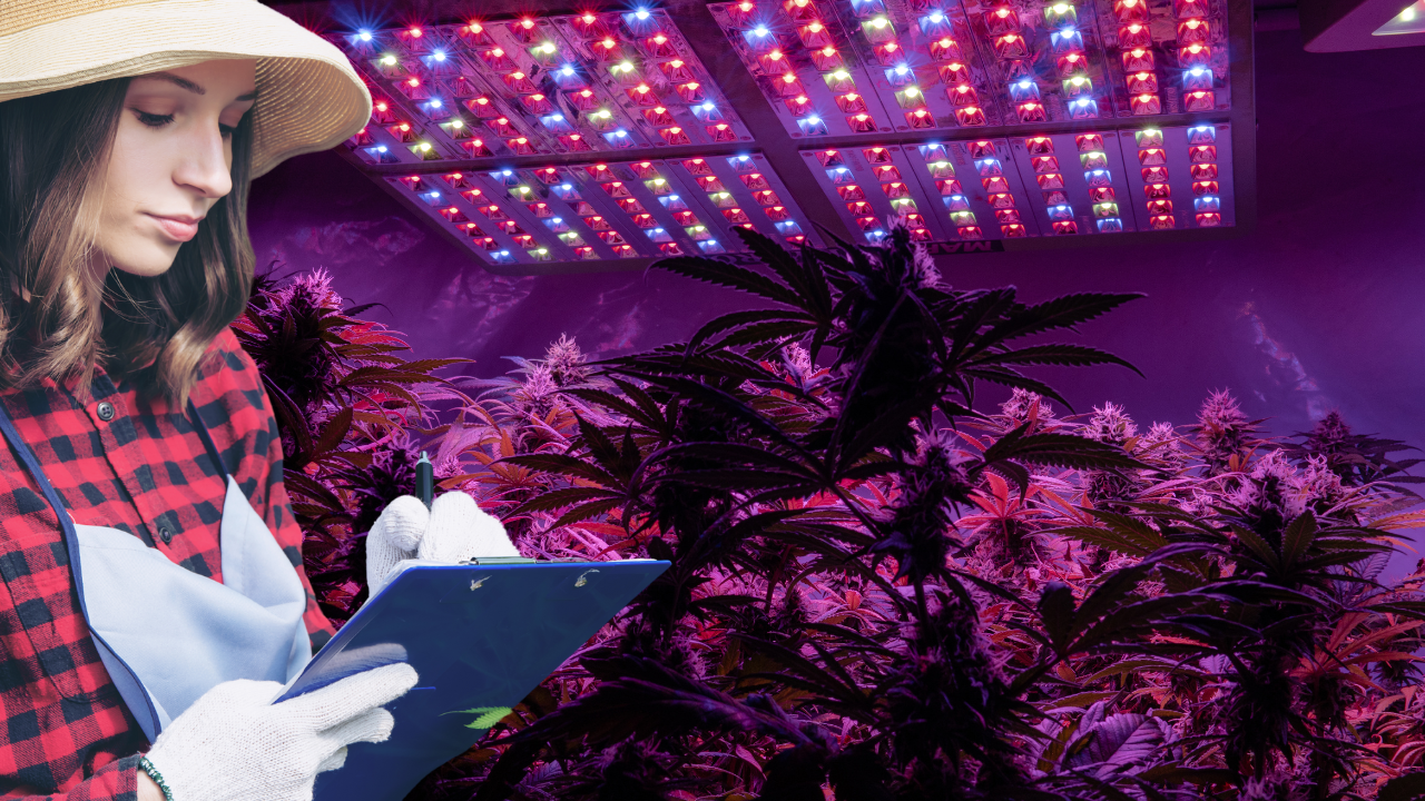 Featured image for Ohio Senate Bill 278 would make Home Growers Register with the Divison of Cannabis Control 