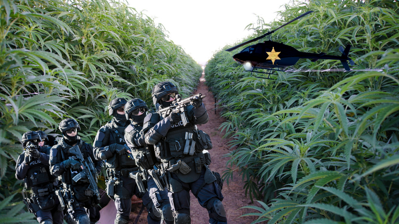 Featured image for Ohio Cannabis Growers face helicopter flyovers and Police Raids in Yellow Springs