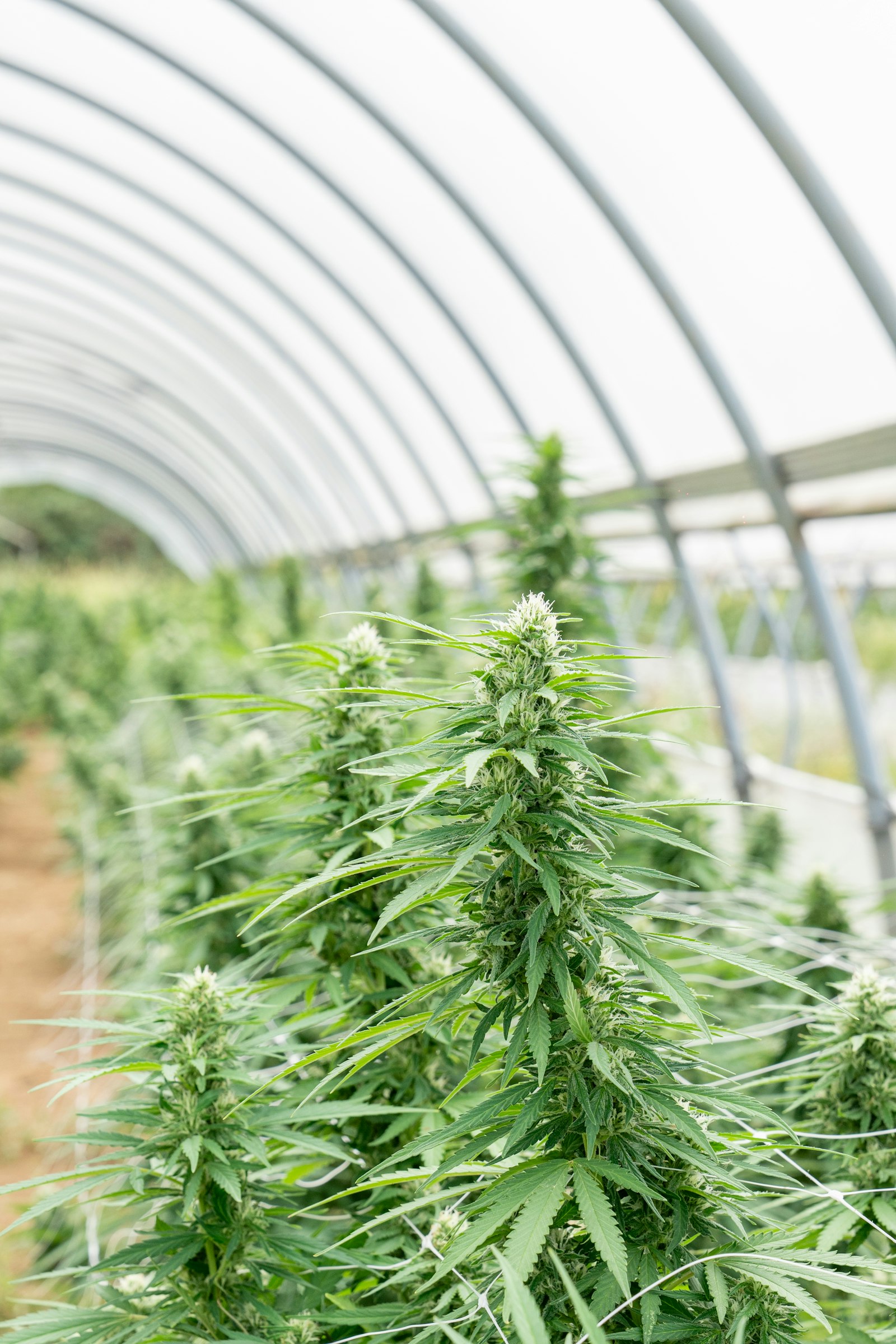 Cannabis cultivation illustrating federal marijuana rescheduling and medical cannabis