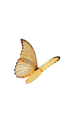 image-removebg-preview (10)_edited.png