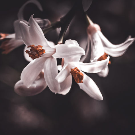  The Enchanting World of Macro Photography: Unveiling the Beauty of Small Flowers and Objects