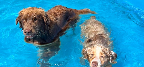 les chiens.jpg