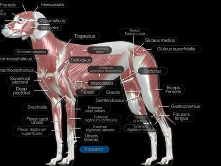Dogs and horses: Shoulders and Hind-ends