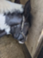sleeping horse