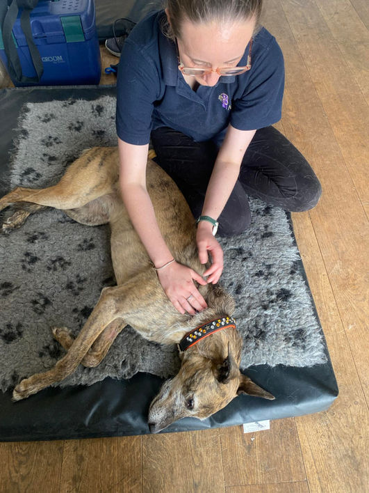 Massage on a sighthound