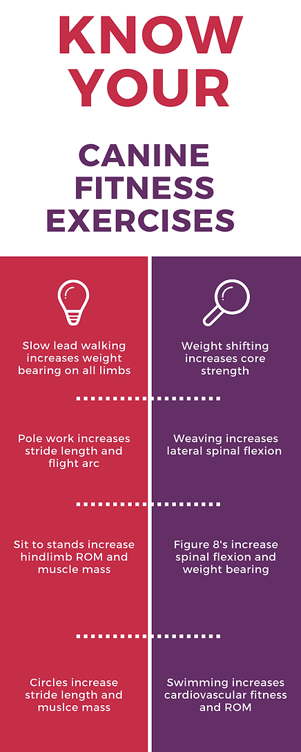 canine exercises (1).png