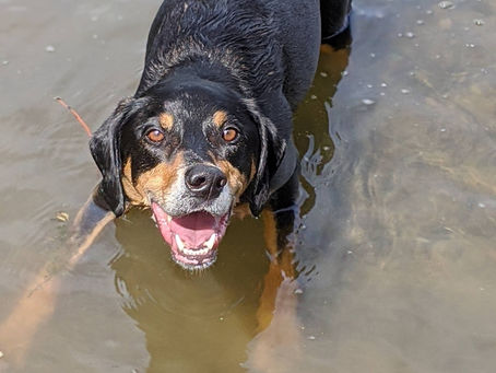 3 Exercises to increasing your Scent detection, Tracking and Trailing Dogs performance
