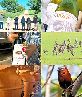Birds & Wines_edited.jpg