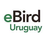 eBird Uruguay