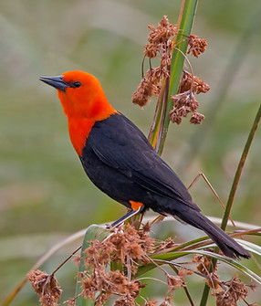 Scarlet-headed Blackbird By Bill Pohley