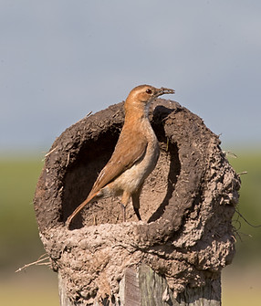 Rufous Hornero By Bill Pohley