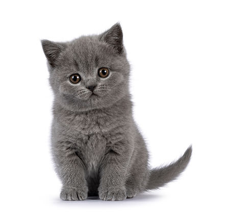 Cute grey British Shorthair cat kitten, sitting up facing front Looking straight to camera Isolated on a white background.jpg
