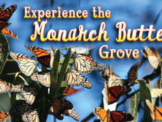 Monarch Butterfly Grove - Pismo Beach, CA