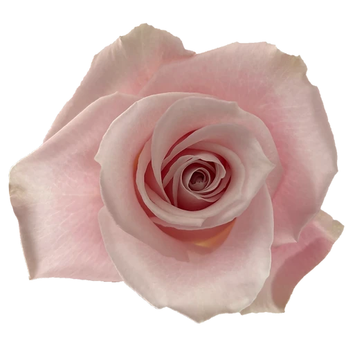 Sweet Escimo (Esther) Rose