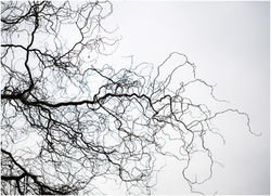 Against the frozen pond