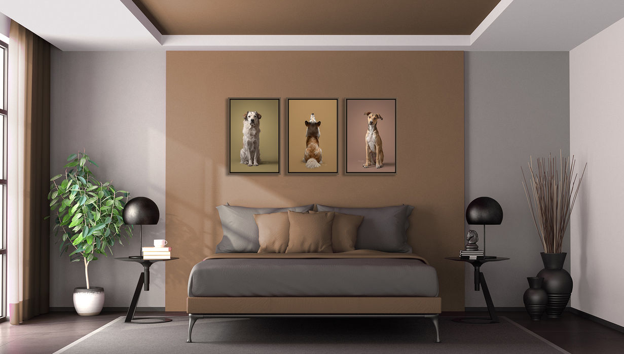 Andrea wolf photography high-end premium pet photography in Sofia Bulgaria фотография домашни любимци София България Андрея Дживанова