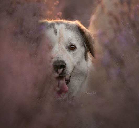 Портрет на куче на открито Премиум и висок клас фотография на кучета и домашни любимци в София България