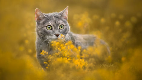 Andrea wolf photography high-end premium pet photography in Sofia Bulgaria фотография домашни любимци София България Андрея Дживанова