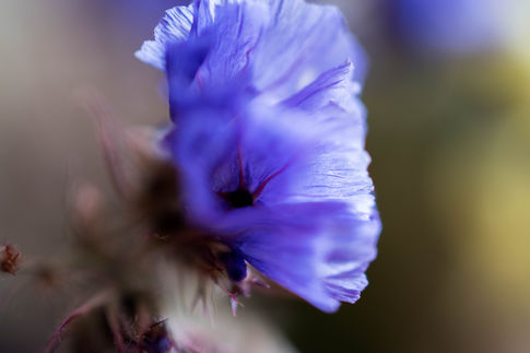 Macro photography of purple flowers