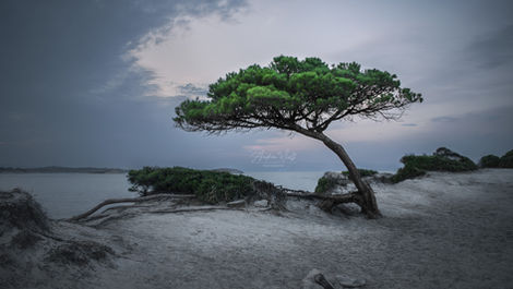 Andrea Djivanova luxury wall decor interior design интериорен декор Andrea Wolf Photography art prints home decor