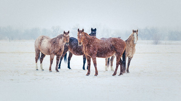Web Use Horses in Snow-1_edited.jpg