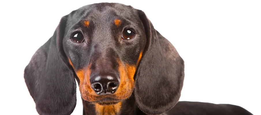 Dachshund Info Mysite
