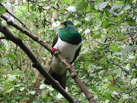 Kererū