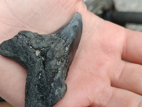 Swan Poo and Sharks' teeth.  