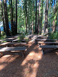 Cathedral Grove