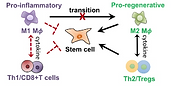 immuno.png