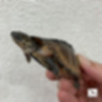 クロハコヨコクビガメ