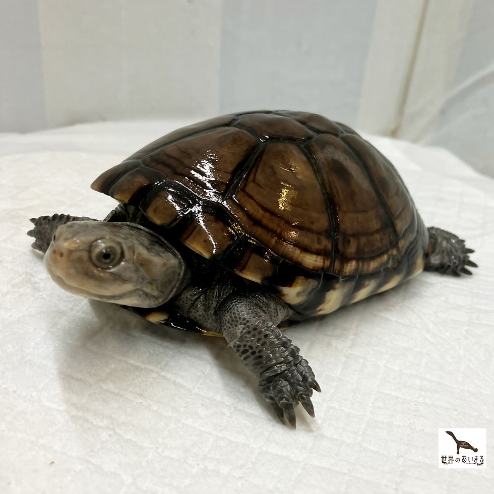 ウスグロハコヨコクビガメ